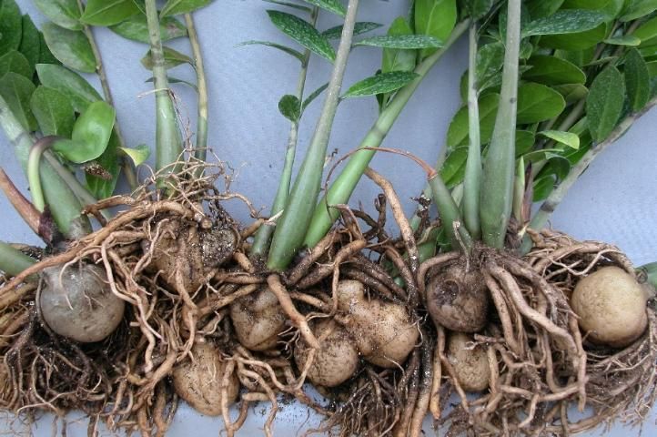 Figure 3. 'ZZ' produces different sizes of rhizomes; rhizome size and the number of rhizomes per pot affected production time.