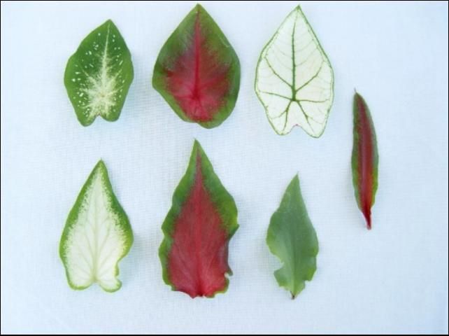 Figure 1. Typical leaf shapes and main vein colors expressed in caladium progeny (seedlings approximately 3 months old). Top row from left to right: fancy leaves (heart-shaped with petioles attached to the back) with white, red, and green main veins; bottom row from left to right: lance leaves with white, red, and green main veins. Rightmost column: strap leaf with red main vein.