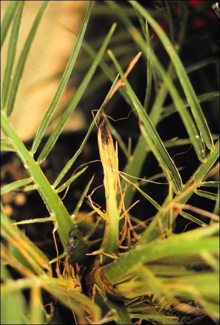 Figure 12. Glyphosate injury on Phoenix roebelenii (pygmy date palm).