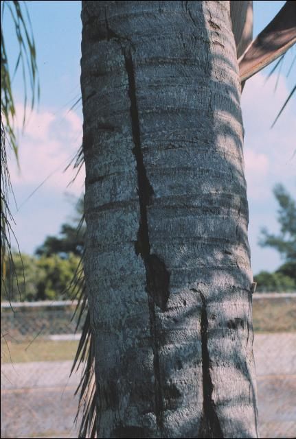 Figure 8. Vertical trunk splitting in Syagrus romanzoffiana caused by excessive water uptake.