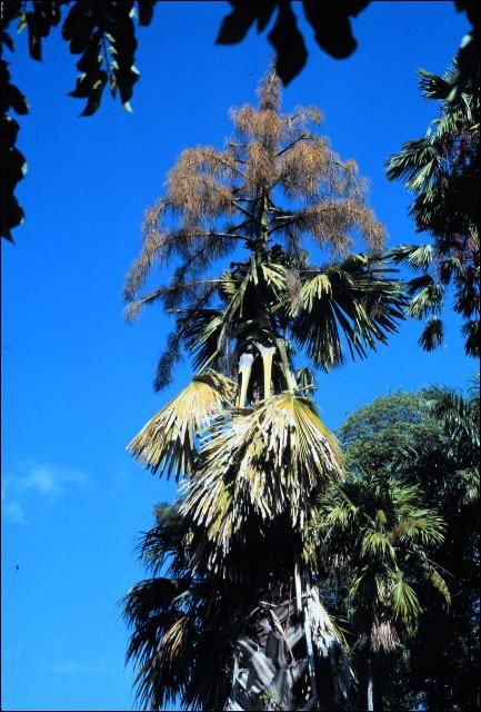 Figure 10. Hapaxanthic flowering in Corypha elata (talipot palm).
