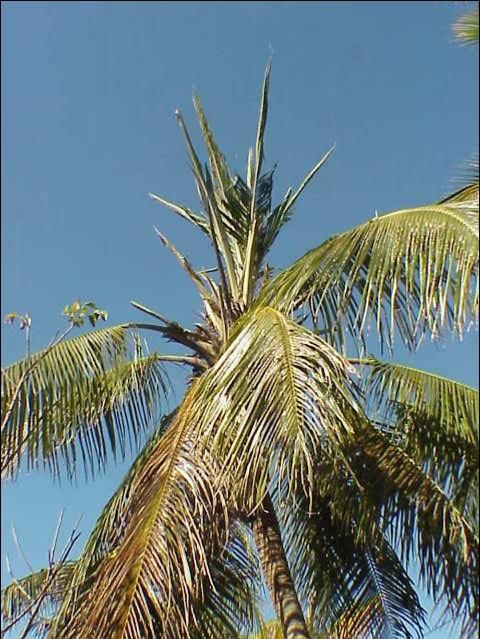 Figure 5. Multiple unopened spear leaves on a chronically B-deficient Cocos nucifera.