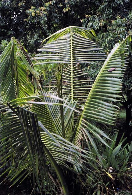 Figure 4. Boron-deficient Cocos nucifera showing a series of inverted V-shaped truncations on each leaf. These leaf constrictions represent separate temporary B deficiencies caused by a series of heavy rainfalls.