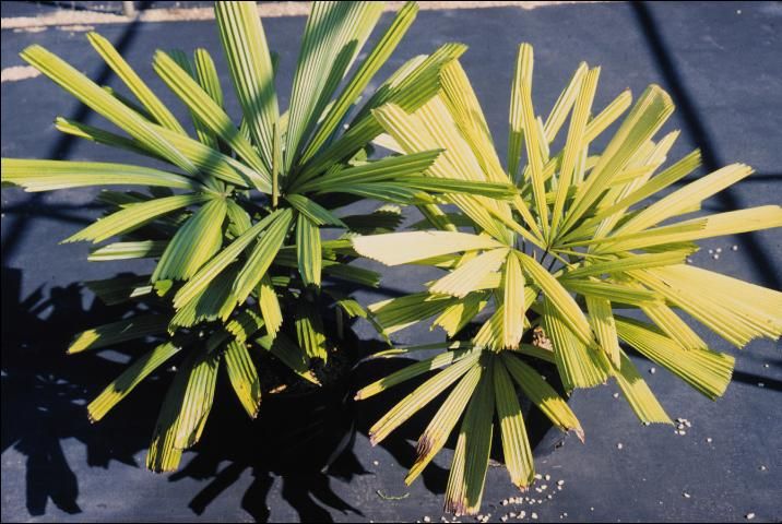 Figure 5. Chronic Fe deficiency on Licuala spinosa caused by poorly aerated decomposed potting substrate.