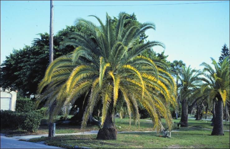 Figure 1. Magnesium deficiency (mid-canopy) and potassium deficiency (lower canopy) symptoms on Phoenix canariensis.