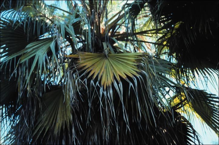 Figure 4. Potassium-deficient older leaf of Washingtonia robusta showing extensive leaflet tip necrosis.