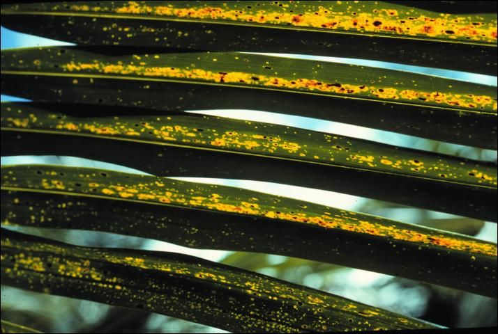 Figure 11. Potassium deficiency symptoms on older leaf of Cocos nucifera showing translucent yellow-orange spotting.