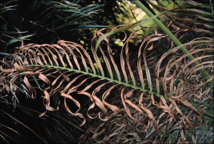 Figure 3. Potassium-deficient older leaf of Dypsis cabadae showing leaflet tip necrosis, but no spotting.