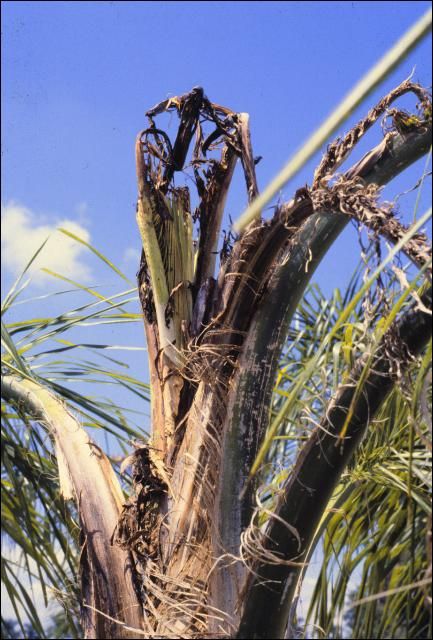 Figure 22. Severe Mn deficiency on Syagrus romanzoffiana showing only necrotic petiole stubs emerging. This palm died shortly after this photo was taken.