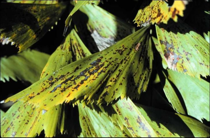 Figure 7. Potassium-deficient older leaves of Caryota mitis (clustering fishtail palm).