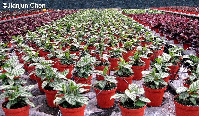 Figure 1. Commercial production of Calathea cultivars in a shaded greenhouse.
