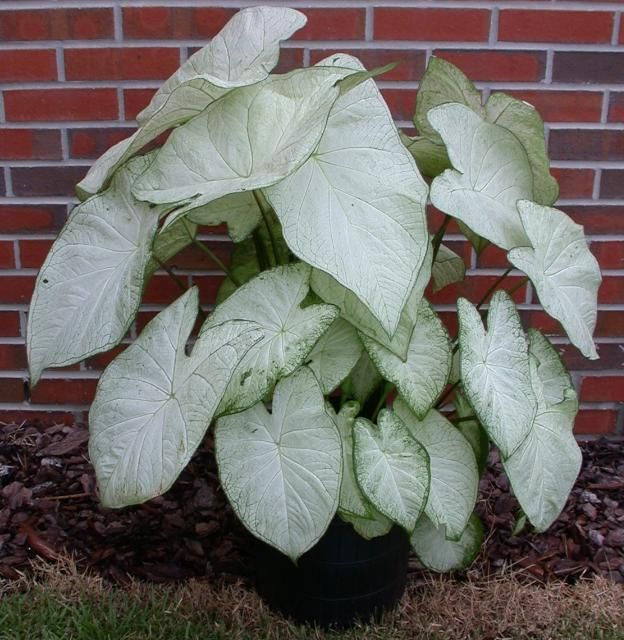 Figure 1. 'Garden White' grown in a 10-inch container.