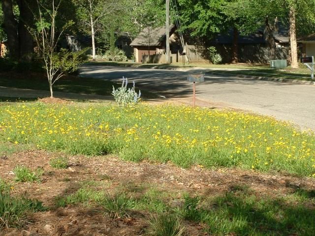 Figure 2. A small meadow-like planting (mini-meadow) of a Florida ecotype of lanceleaf tickseed (Coreopsis lanceolata) in a residential landscape. Narrow strips of turf are maintained between the planting, the road, and the neighboring property to define the planting.