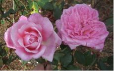 Figure 2. Mrs. B. R. Cant is a reliable old garden rose (OGR) for Florida.