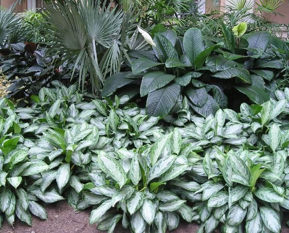 Figure 2. Aglaonema 'Silver Bay', the parent of Aglaonema 'Diamond Bay' performs well in commercial installations.
