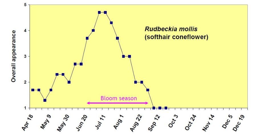 Figure 12. Overall appearance rating (1 = poor to 5 = excellent) of Rudbeckia mollis from April 18 to December 19, 2006.