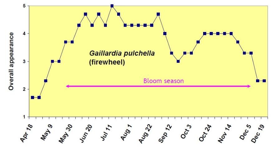 Figure 8. Overall appearance rating (1 = poor to 5 = excellent) of Gaillardia pulchella from April 18 to December 19, 2006.