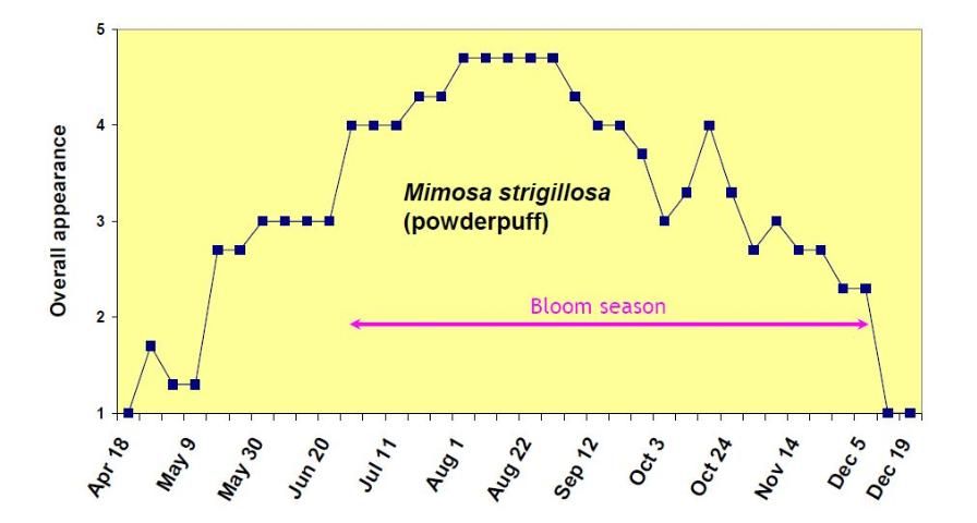 Figure 11. Overall appearance rating (1 = poor to 5 = excellent) of Mimosa strigillosa from April 18 to December 19, 2006.