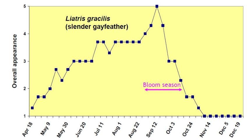 Figure 10. Overall appearance rating (1 = poor to 5 = excellent) of Liatris gracilis from April 18 to December 19, 2006.