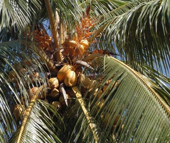 Figure 15. Normal golden yellow colored petioles, rachises, and inflorescences in 'Golden Malayan Dwarf' coconut palm.