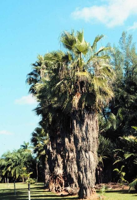 Figure 5. Young Washingtonia robusta showing skirt of retained dead leaves.