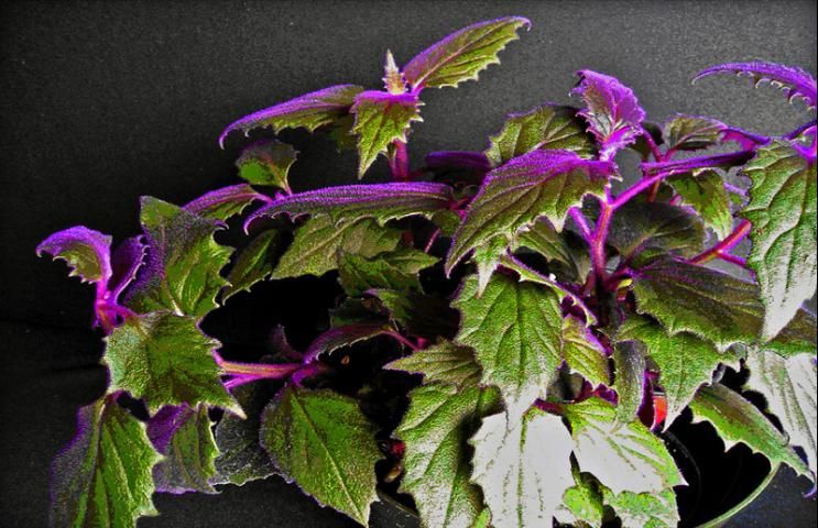Figure 1. Green leaves and vining stems of purple passion (Gynura aurantiaca) are densely covered in vividly purple hairs.