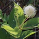 Buttonbush