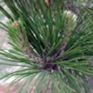 Southern slash pine