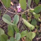 Beach bean, bay bean