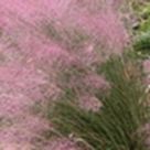 Muhly grass