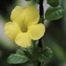 Wild allamanda