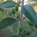 Wild olive, Florida privet