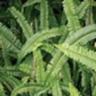 Boston fern