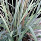 Elliott's love grass