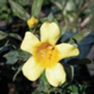 Carolina yellow jessamine