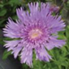 Stokes' aster, stokesia