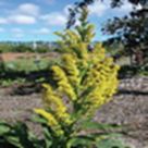 Goldenrod