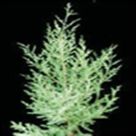 Southern juniper, southern red cedar