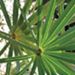 Saw palmetto