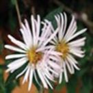 Climbing aster
