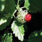 Bloodberry, Butterfly sage