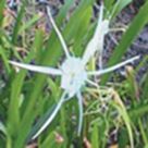 Spider lily