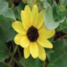 Beach sunflower, dune sunflower
