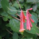 Coral honeysuckle