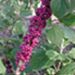 Beautyberry