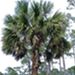 Cabbage palm