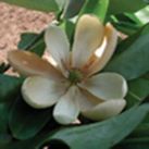 Sweet bay magnolia