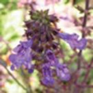 Lyre-leaf sage