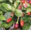 Bird pepper
