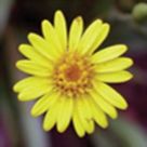 Silkgrass, silver-leaved aster, golden aster